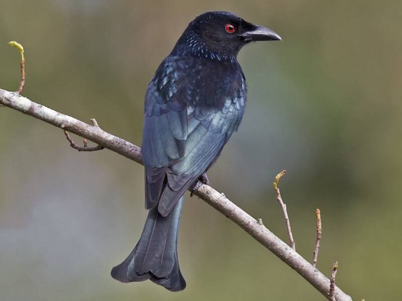 Glanzdrongo, Fotos 2