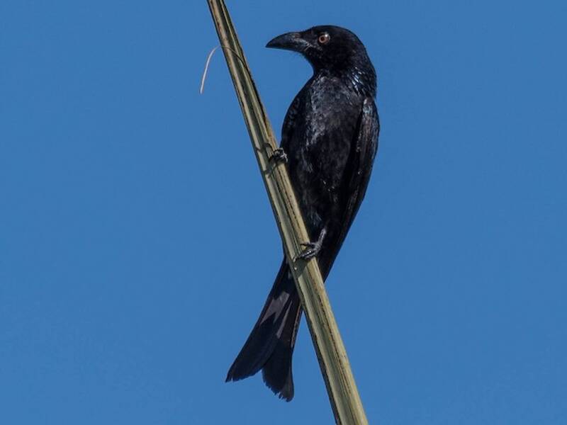 Glanzdrongo