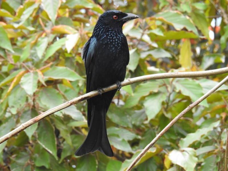 Glanzdrongo, Fotos 4
