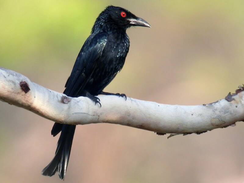 Glanzdrongo, Fotos 3