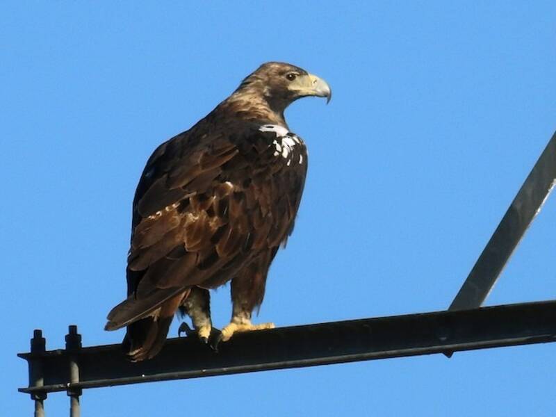 Spanischer Kaiseradler, Fotos 2