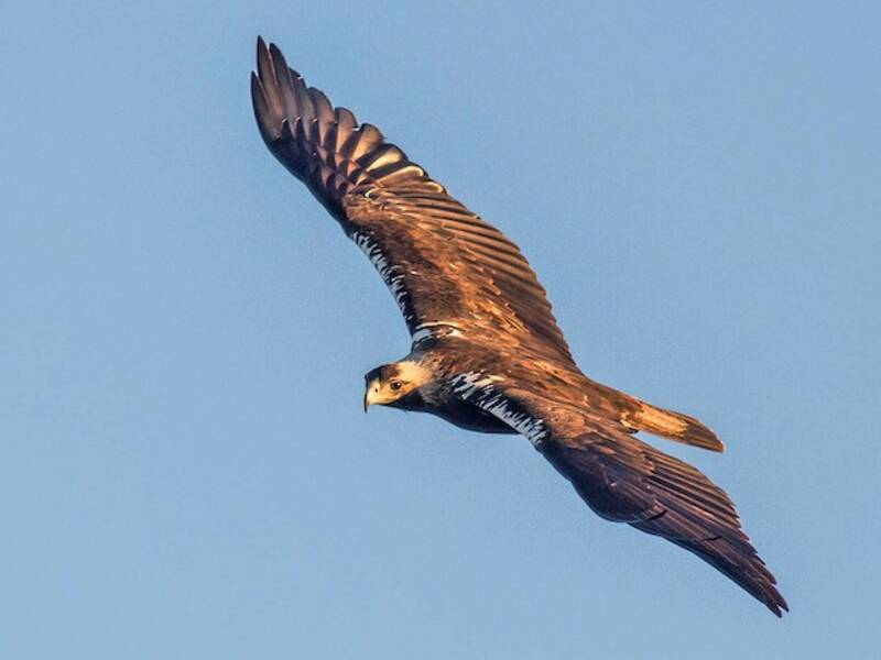 Spanischer Kaiseradler, Fotos 3