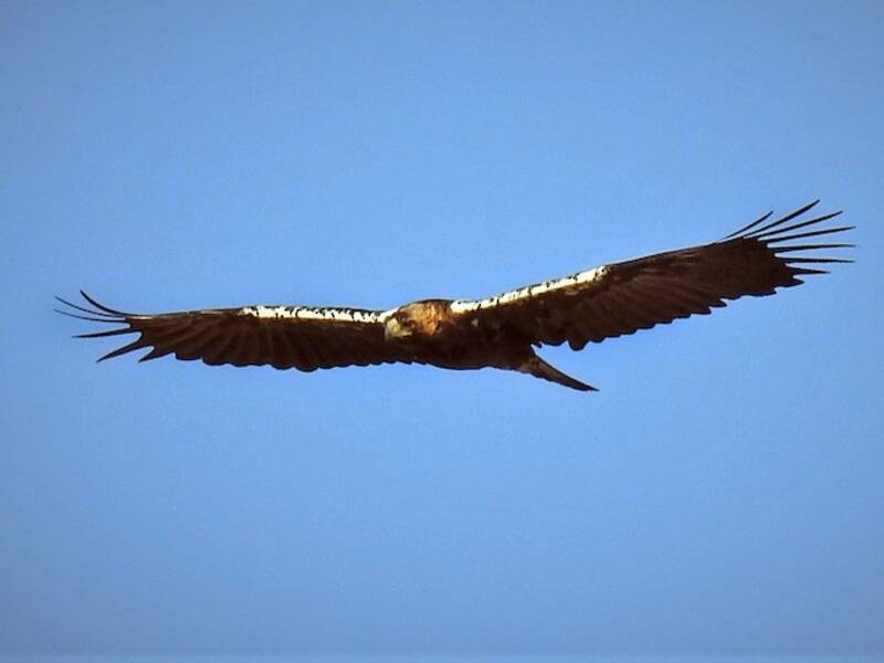 Spanischer Kaiseradler, Fotos 4