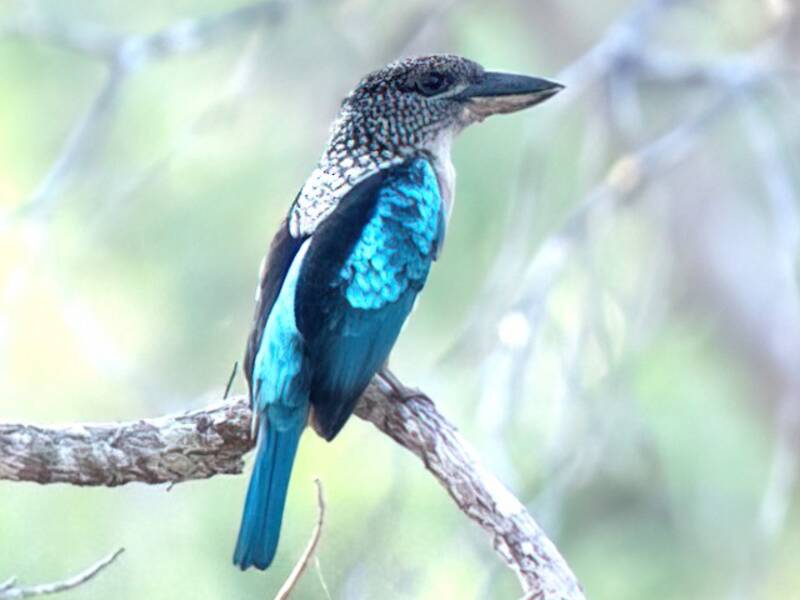 Kookaburra luccicante, Foto 3