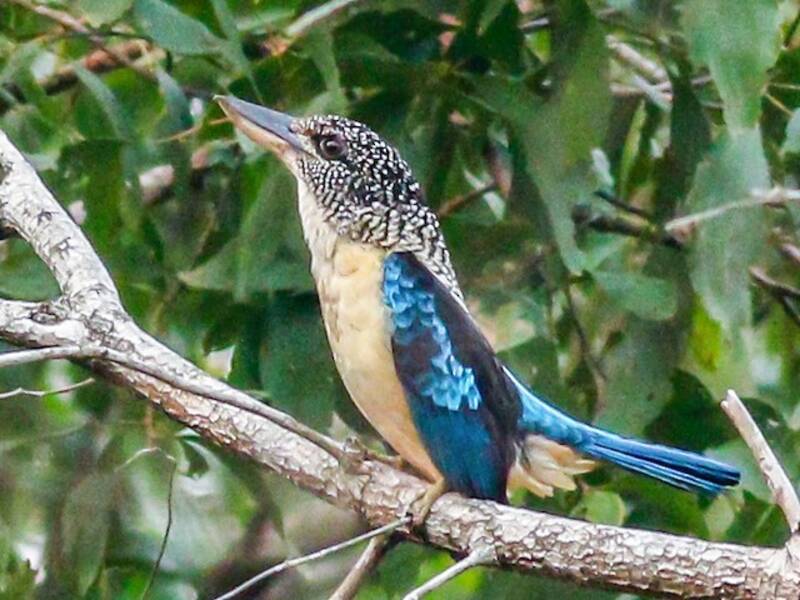Kookaburra luccicante