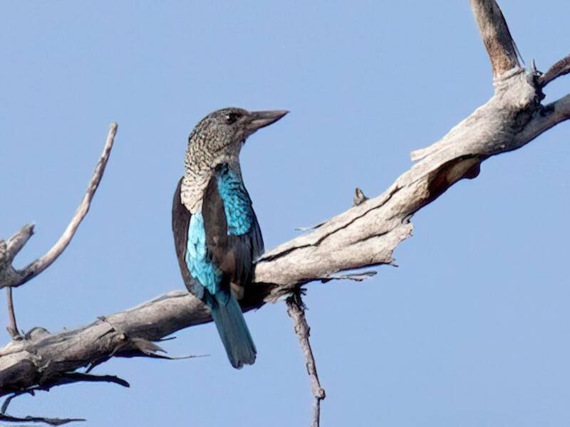 Kookaburra luccicante, Foto 4