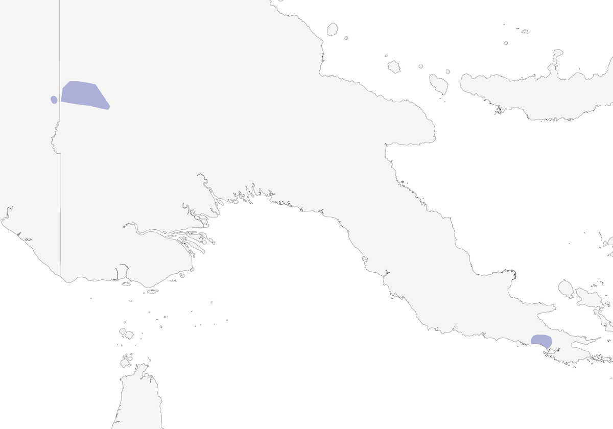 Égothèle étoilé, Distribution 1