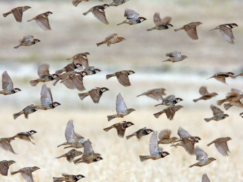 Spanish Sparrow, 照片 4