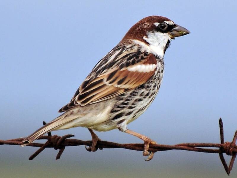 Spanish Sparrow, 照片 2
