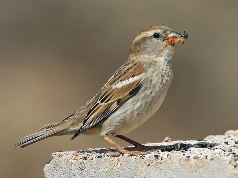 Spanish Sparrow, 照片 3