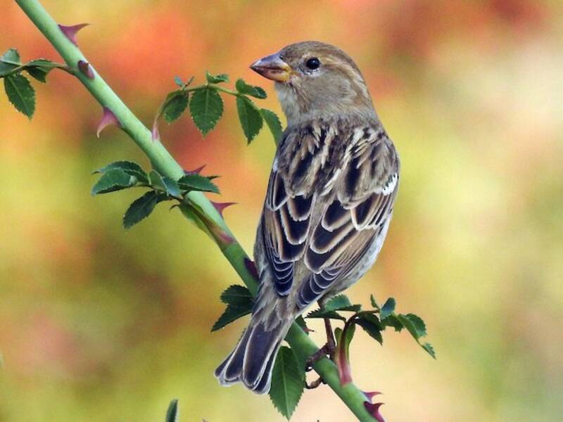 Spanish Sparrow