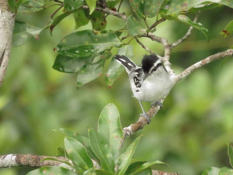 Spot-backed Antwren