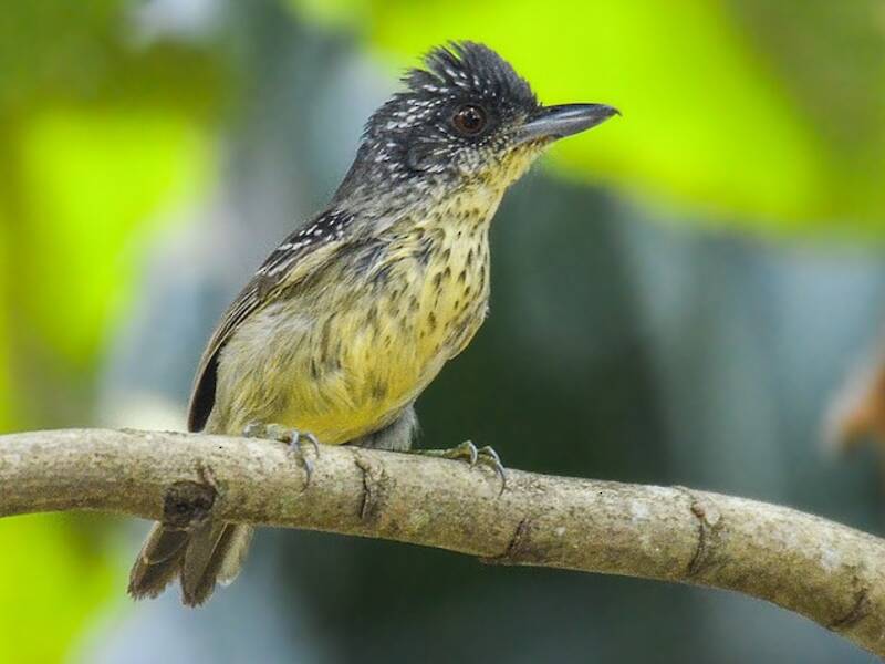 Vireo formichiero dal petto macchiato, Foto 3