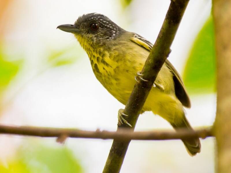 Vireo formichiero dal petto macchiato, Foto 4