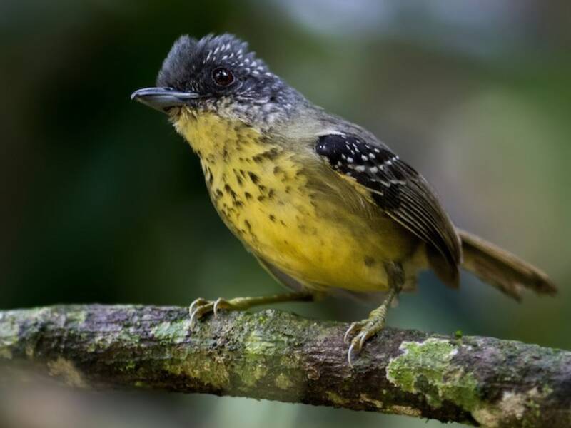 Vireo formichiero dal petto macchiato