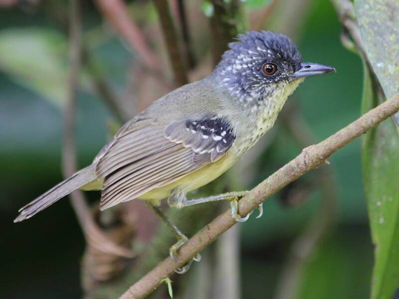Vireo formichiero dal petto macchiato, Foto 2