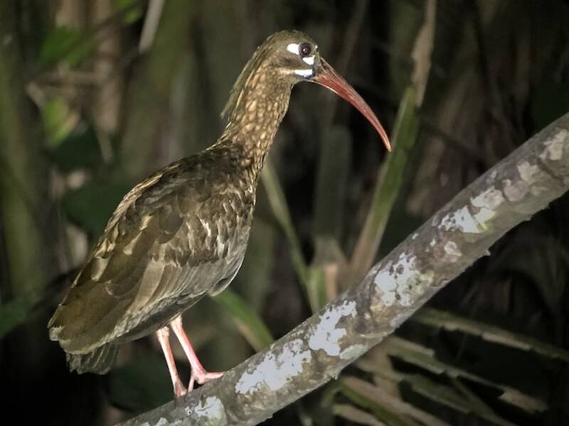 Ibis macchiepancia
