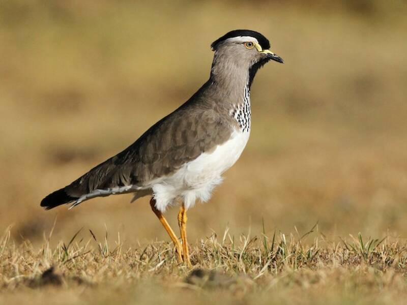 Spot-breasted Lapwing, 照片 3