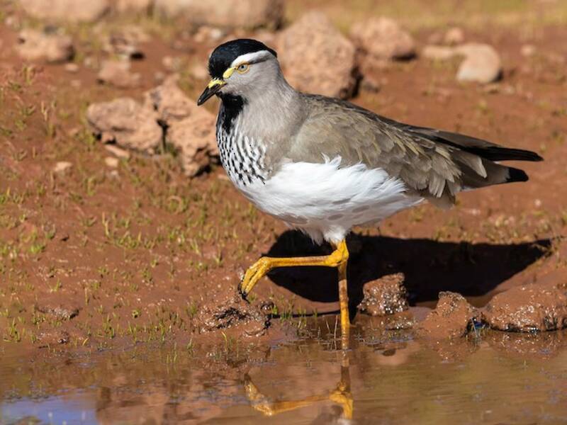 Spot-breasted Lapwing