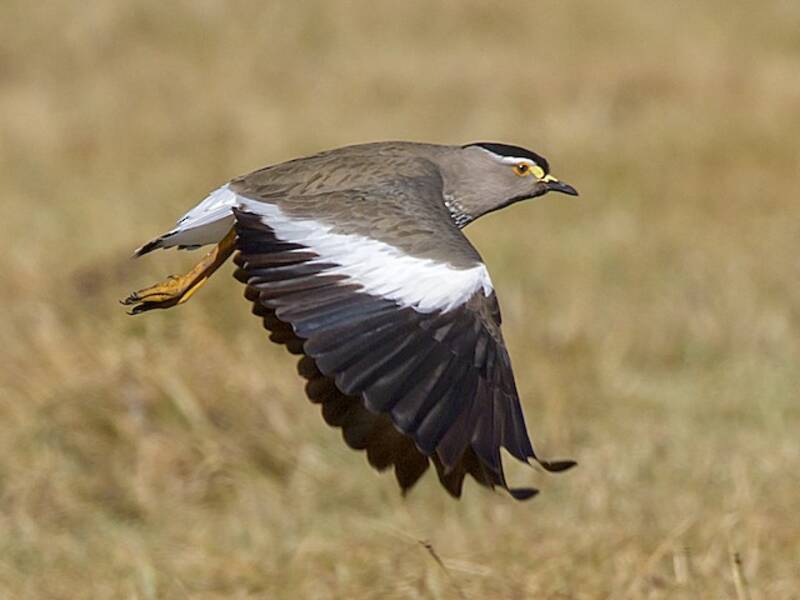 Spot-breasted Lapwing, 照片 2