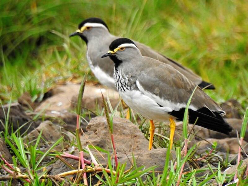 Spot-breasted Lapwing, 照片 4