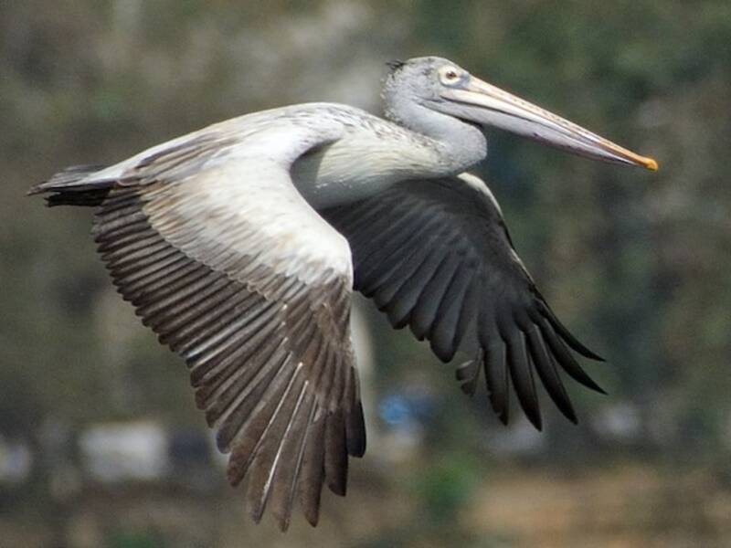 Spot-billed Pelican, Photos 3