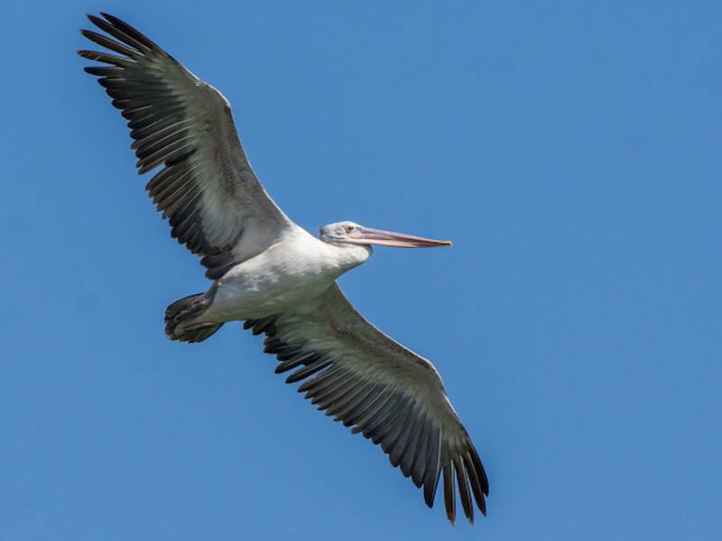 Spot-billed Pelican, Photos 4