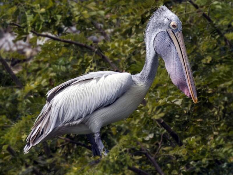 Spot-billed Pelican, Photos 2