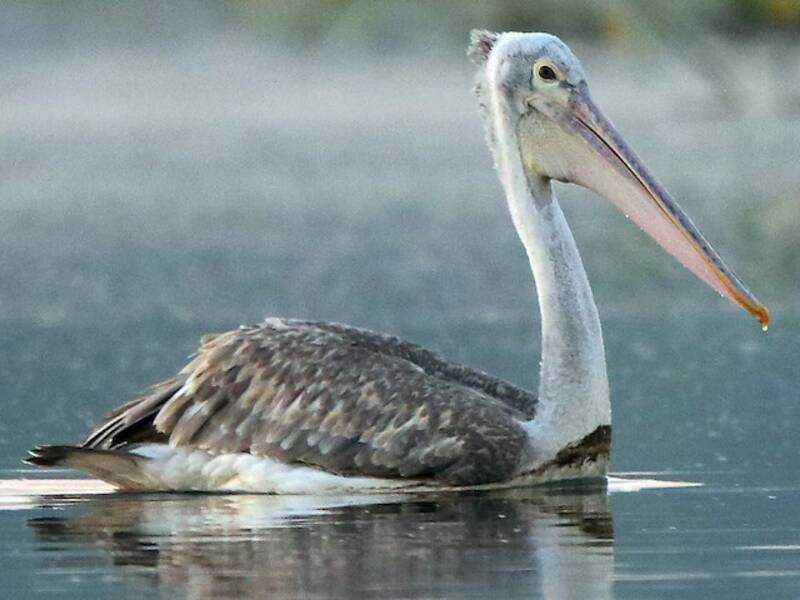 Spot-billed Pelican (Pelecanus philippensis)