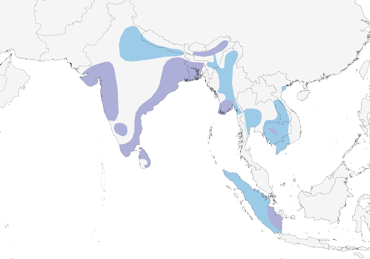 Spot-billed Pelican, Distribution 1