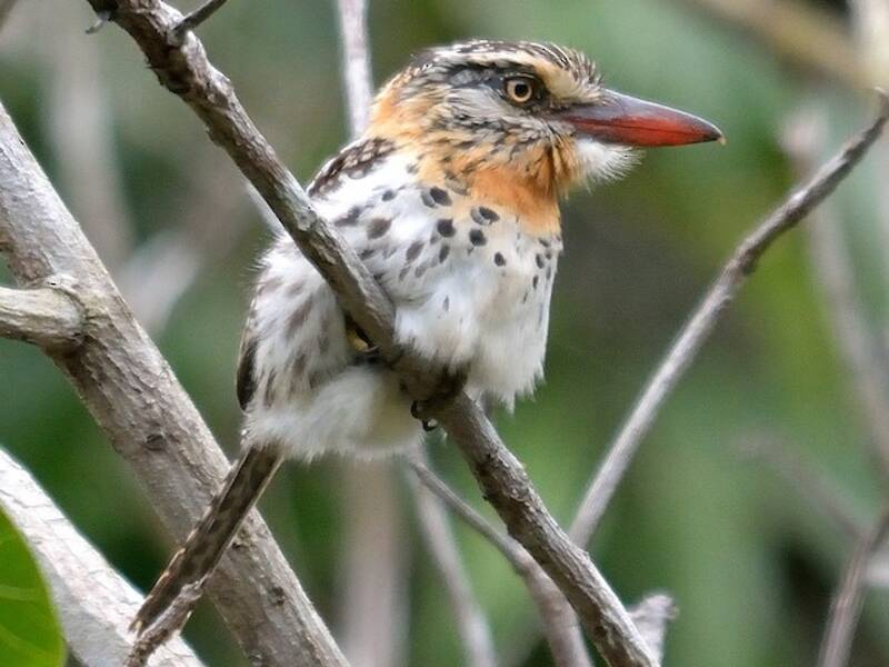 Spot-backed Puffbird, 照片 3