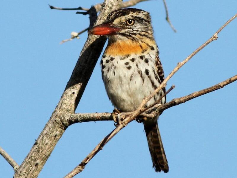 Spot-backed Puffbird, 照片 2