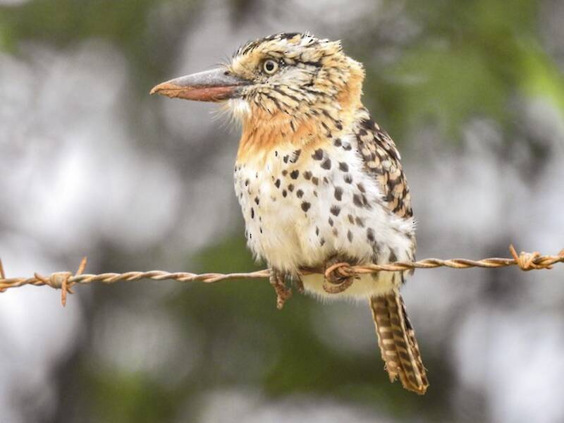 Fleckenrücken-Faulvogel