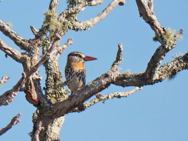 Spot-backed Puffbird, 照片 4