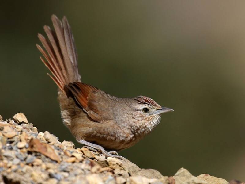 Codi spinosa pettomacchiettato, Foto 4