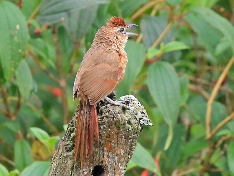 Spot-breasted Thornbird
