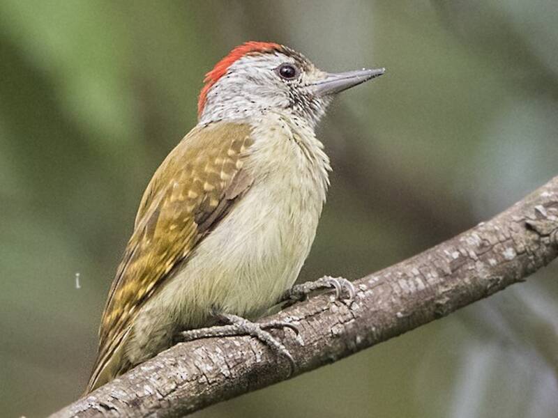 Carpintero de Pecho Moteado
