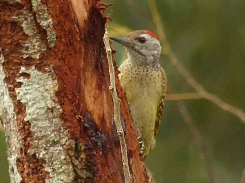 Speckle-breasted Woodpecker, Photos 4