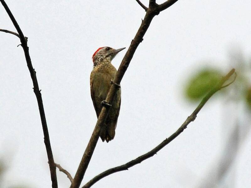 Speckle-breasted Woodpecker, Photos 3
