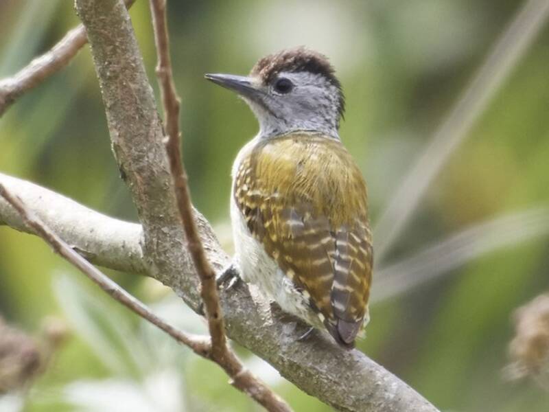 Speckle-breasted Woodpecker, Photos 2