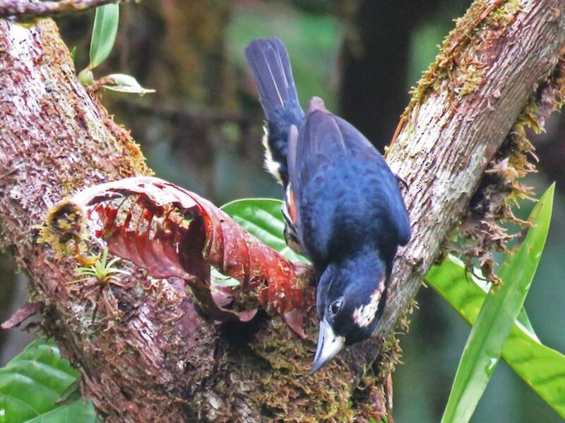 Fleckenkronen-Bartvogel, Fotos 3