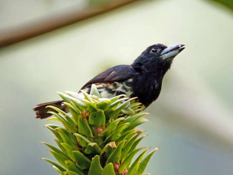 Fleckenkronen-Bartvogel, Fotos 4