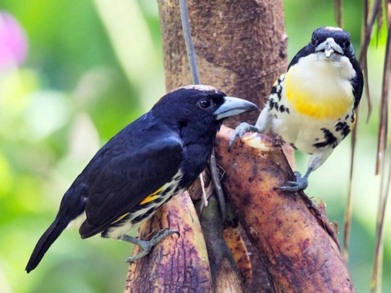 Fleckenkronen-Bartvogel
