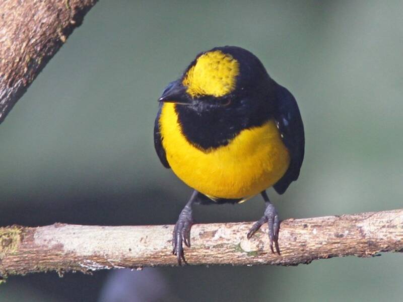 Spot-crowned Euphonia, Photos 3
