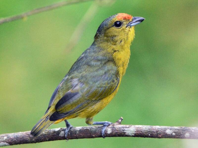 Spot-crowned Euphonia, Photos 4