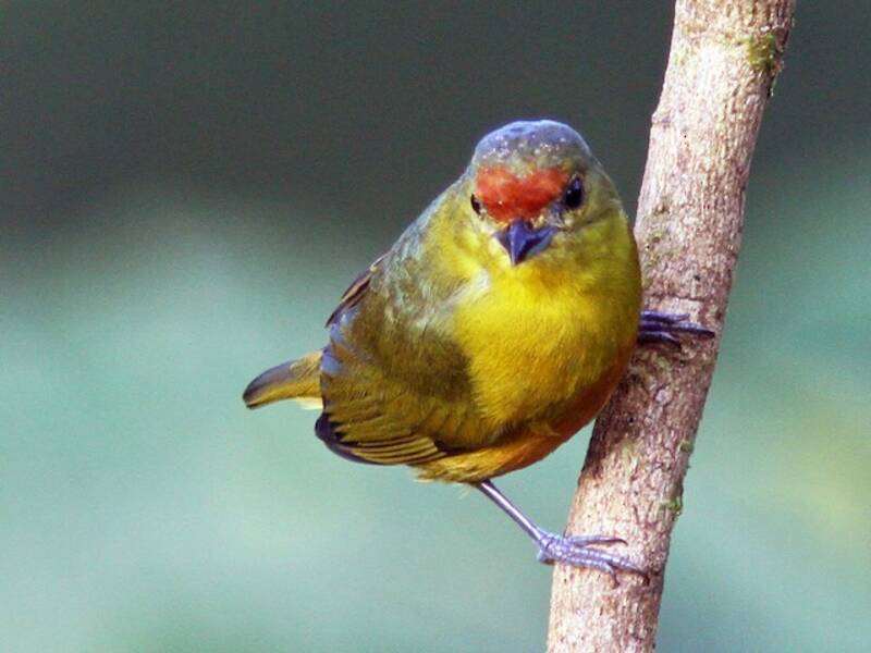 Spot-crowned Euphonia, Photos 2
