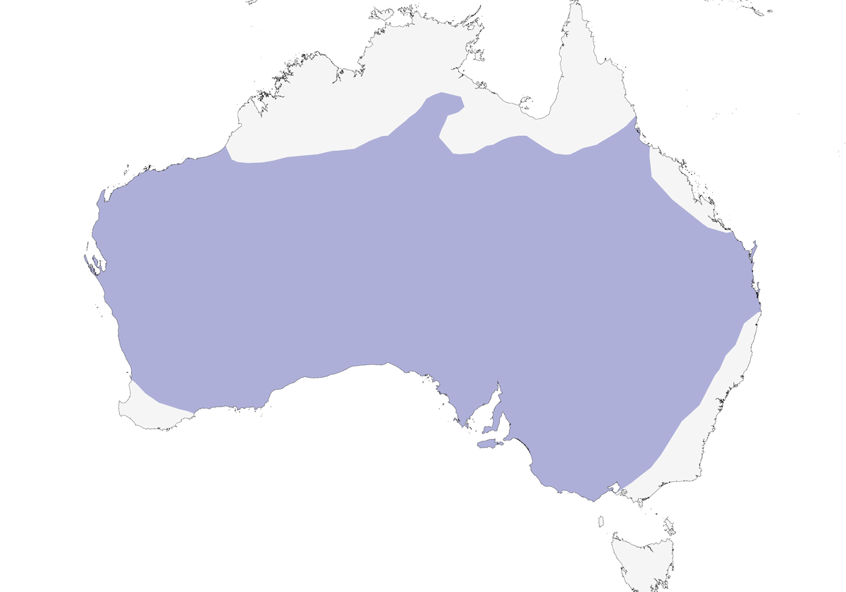 Méliphage épineux, Distribution 1