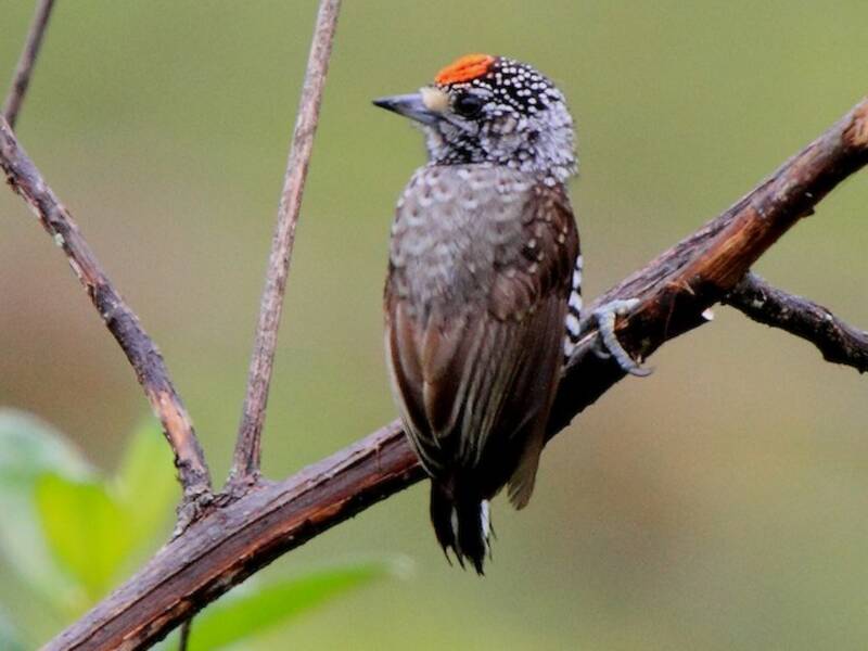 Piculet Pechipinto, Fotos 3