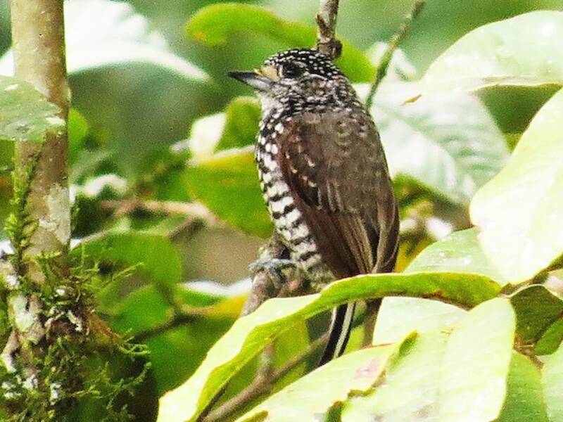 Piculet Pechipinto, Fotos 2