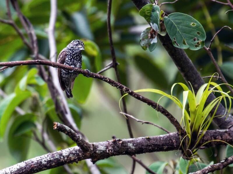 Piculet Pechipinto, Fotos 4